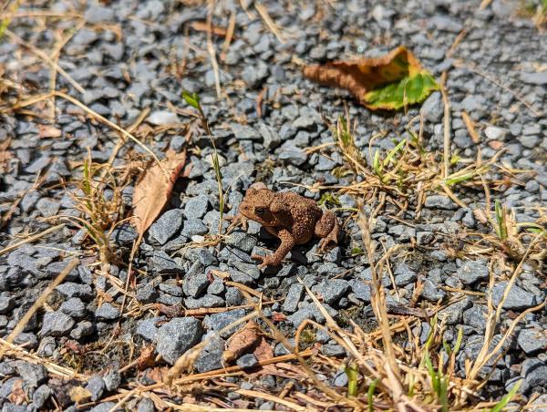 A small brown frog sitting on some gravel.