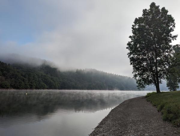 A fog covered lake with a stony beach and a tall tree by the water’s edge.