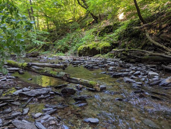 A small, shallow creek running through a forest.