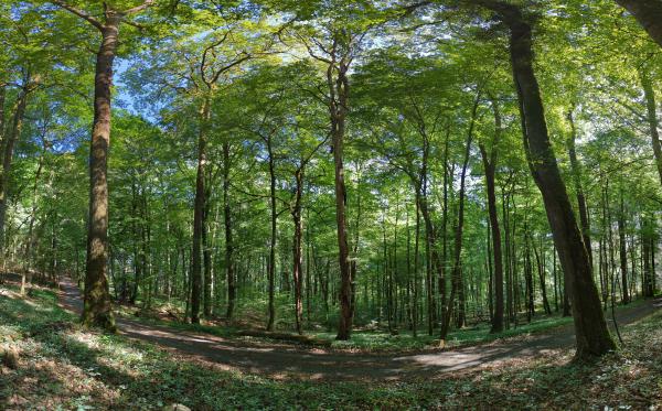 A wide angle shot from ground level inside a very green forest with a tall tree canopy.