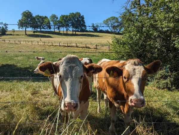Two brown and white cows looking through a barbed wire fence.
