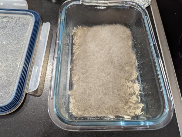 The baking dish with the foil removed showing a fuzzy grey mass growing inside it.