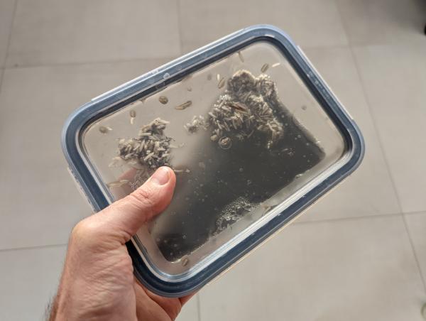 An image through the clear plastic lid showing a black liquid and clumps of white rice inside the baking dish.