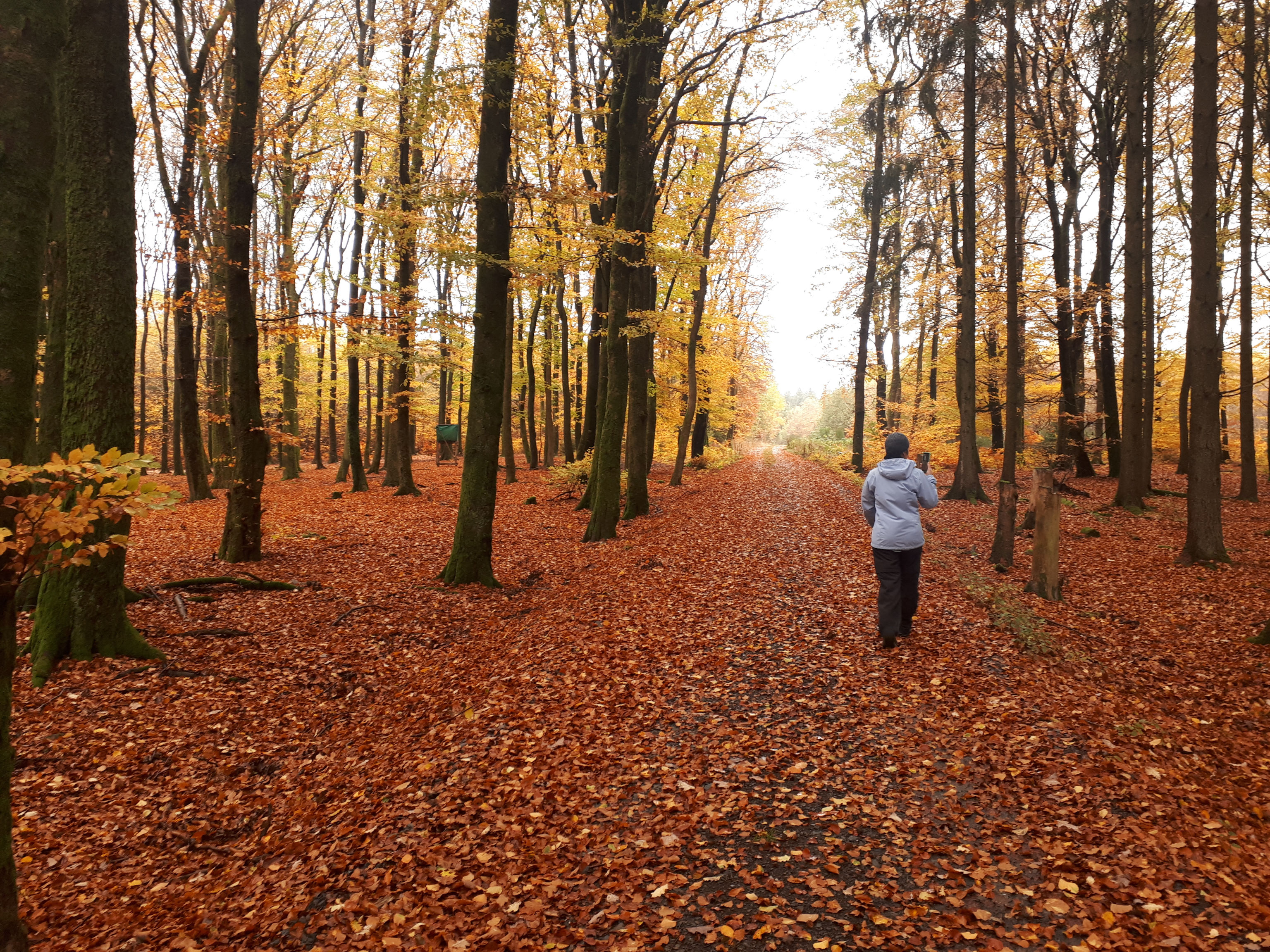 A person walking through an open forest blanketed by red-orange leaves